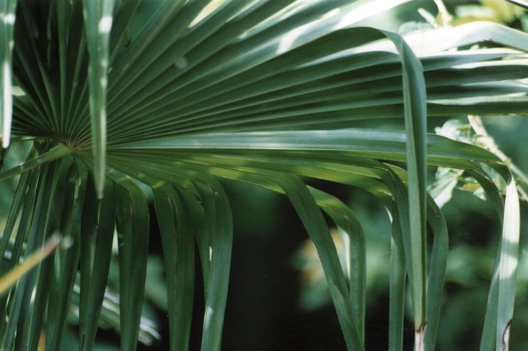 Trachycarpus fortunei