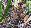 Small Needle Palm, MD, USDA Zone 7a, close-up showing needles