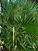 Needle Palm, Bowie, MD, USDA Zone 7a