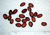 Needle palm (Rhapidophyllum hystrix) seeds