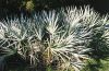 Serenoa repens, blue form, growing at Everglades National Park in FL