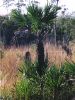 Serenoa repens growing at Everglades National Park in FL