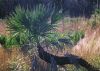 Serenoa repens growing at Everglades National Park in FL