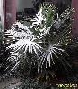 Trachycarpus fortunei in the snow, CO, USDA Zone 7b