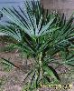 Trachycarpus fortunei 'Charlotte' in Bowie MD, USDA Zone 7a