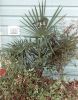 Trachycarpus fortunei in Bowie MD, z6b (03/2002)