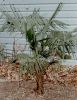 Trachycarpus fortunei 'Charlotte' in Bowie MD, USDA Zone 7a (03/2002)