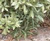 Trachycarpus fortunei w/ Aucuba japonica in Bowie MD, USDA Zone 7a (03/2002)