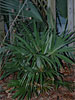 Trachycarpus fortunei, Bowie MD, USDA Zone 7a