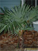Trachycarpus fortunei, Bowie MD, USDA Zone 7a