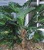 Trachycarpus wagnerianus, MD, zone 6b