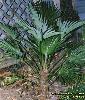 Trachycarpus wagnerianus, MD, zone 6b