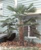 Trachycarpus wagnerianus in MD, z6b (03/2002)